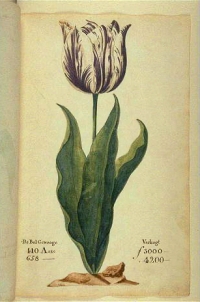 Tulipe Pays-Bas 1637