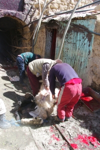 Mines d'argent de Potosi, Bolivie, sacrifice d'un lama